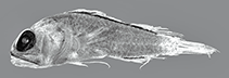 Image of Anoptoplacus pygmaeus (Pygmy jawfish)