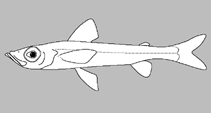 Image of Chlorophthalmus ichthyandri 