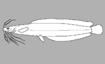 Image of Clarias agboyiensis 