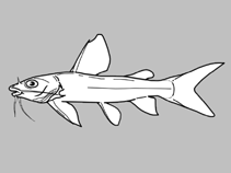Image of Chrysichthys sharpii (Shovelnose catfish)