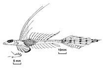 Image of Callionymus leucobranchialis (Whitegill dragonet)