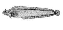 Image of Chirolophis tarsodes (Matcheek warbonnet)