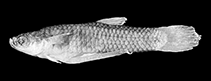 Image of Cnesterodon septentrionalis (Swamp toothcarp)