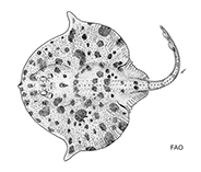 Image of Dactylobatus armatus (Skilletskate)