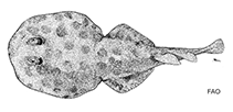 Image of Diplobatis colombiensis (Colombian dwarf numbfish)