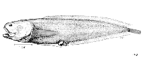 Image of Diancistrus longifilis (Twinhook cusk)