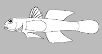 Image of Lentipes kaaea (Caledonian Red-Nose)