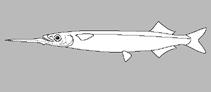 Image of Arrhamphus krefftii (Snubhose garfish)