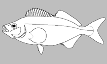 Image of Latris pacifica (Silver trumpeter)