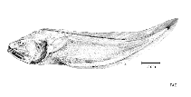 Image of Leptobrotula breviventralis 