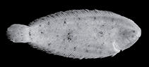 Image of Leptachirus darwinensis (Darwin Sole)