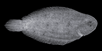 Image of Leptachirus robertsi (Robert’s Sole)