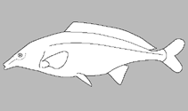 Image of Stomatorhinus schoutedeni 