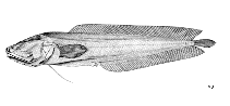 Image of Ogilbia galapagosensis (Galapagos cuskeel)