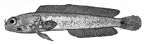 Image of Opistognathus longinaris (Long nostril jawfish)