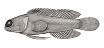 Image of Opistognathus megalepis (Largesacle jawfish)