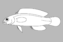 Image of Pseudochromis punctatus (Blackback dottyback)