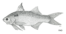 Image of Polydactylus malagasyensis (African blackspot threadfin)