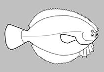 Image of Peltorhamphus kryptostomus (New Zealand gray sole)