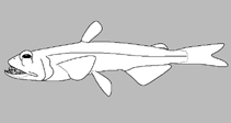 Image of Rosenblattichthys alatus (Winged pearleye)