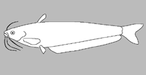Image of Kryptopterus dissitus (Indochinese sheatfish)