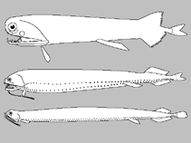 Image of Eustomias australensis (Australian dragonfish)