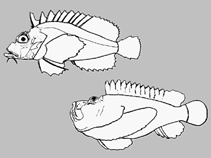 Image of Synanceia alula (Midget stonefish)