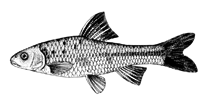 Image of Sarcocheilichthys czerskii (Cherskii\