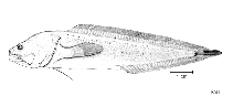 Image of Saccogaster maculata 
