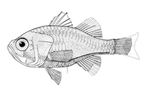 Image of Siphamia argentea (Silver siphonfish)