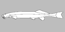 Image of Silvinichthys leoncitensis 