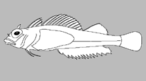 Image of Apopterygion oculus (Ocellate triplefin)