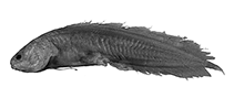 Image of Ungusurculus komodoensis (Komodo viviparous brotula)