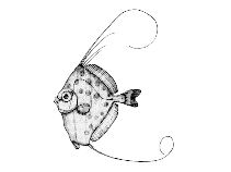 Image of Xenolepidichthys dalgleishi (Spotted tinselfish)