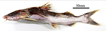 Image of Amphiarius phrygiatus (Kukwari sea catfish)