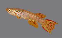 Image of Aphyosemion musafirii 