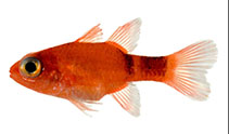 Image of Apogon pillionatus (Broadsaddle cardinalfish)
