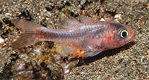 Image of Apogon seminigracaudus (Darktail cardinalfish)