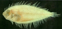 Image of Arnoglossus polyspilus (Many-spotted lefteye flounder)