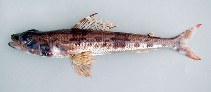 Image of Aulopus filamentosus (Royal flagfin)