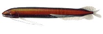 Image of Bathophilus ater (Winged dragonfish)