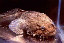 Image of Batrachoides goldmani (Mexican freshwater toadfish)