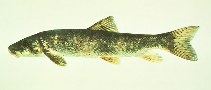 Image of Catostomus catostomus (Longnose sucker)