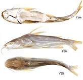Image of Cathorops liropus (Conguito sea catfish)