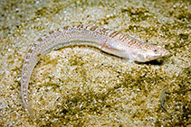 Image of Cancelloxus longior (Elongate sand klipfish)