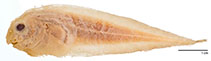 Image of Careproctus segaliensis 
