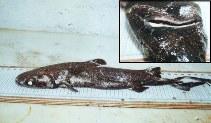 Image of Centroscyllium fabricii (Black dogfish)