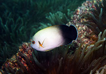 Image of Centropyge vrolikii (Pearlscale angelfish)