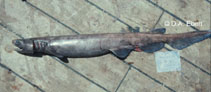 Image of Chlamydoselachus africana (African frilled shark)