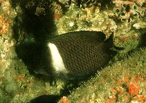 Image of Chaetodon dialeucos (Oman butterflyfish)